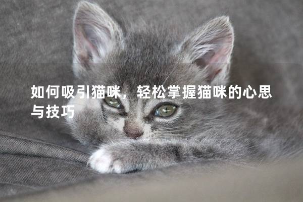 如何吸引貓咪，輕松掌握貓咪的心思與技巧