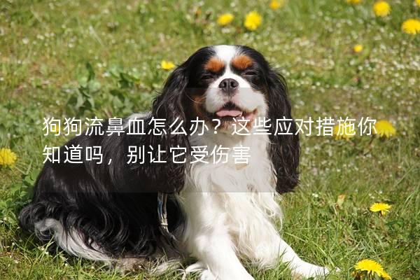 狗狗流鼻血怎么辦？這些應(yīng)對措施你知道嗎，別讓它受傷害