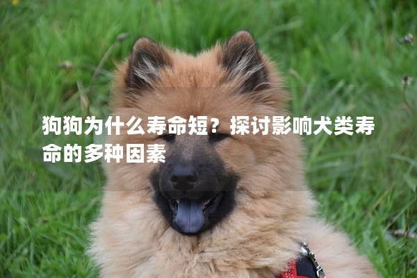 狗狗為什么壽命短？探討影響犬類壽命的多種因素