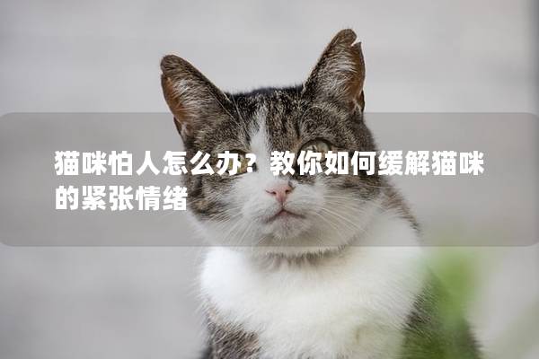 貓咪怕人怎么辦？教你如何緩解貓咪的緊張情緒