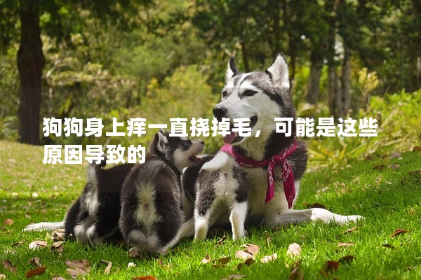 狗狗身上癢一直撓掉毛，可能是這些原因導致的
