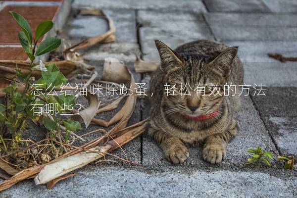 怎么給貓咪除跳蚤，輕松有效的方法有哪些？