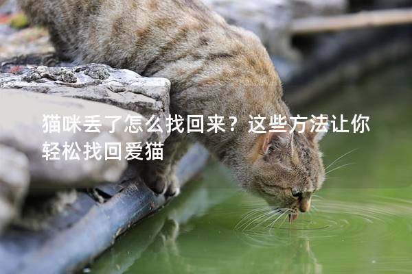 貓咪丟了怎么找回來？這些方法讓你輕松找回愛貓