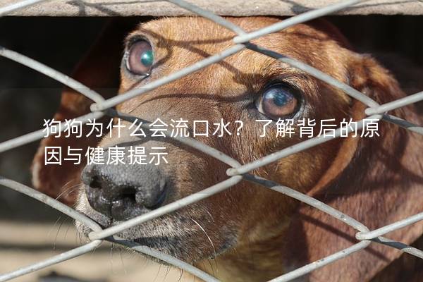 狗狗為什么會(huì)流口水？了解背后的原因與健康提示