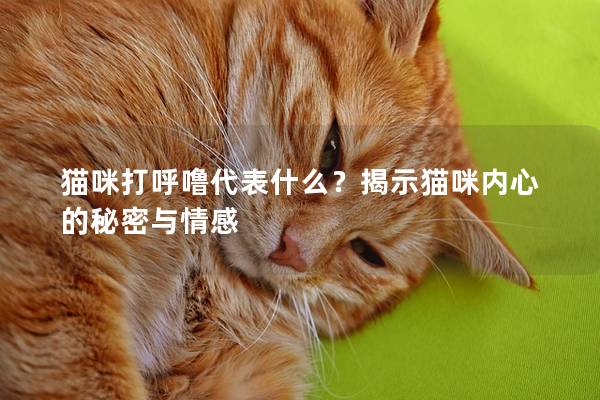 貓咪打呼嚕代表什么？揭示貓咪內(nèi)心的秘密與情感