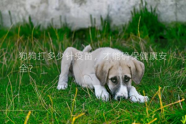 狗狗打多少針疫苗，才能確保健康安全？