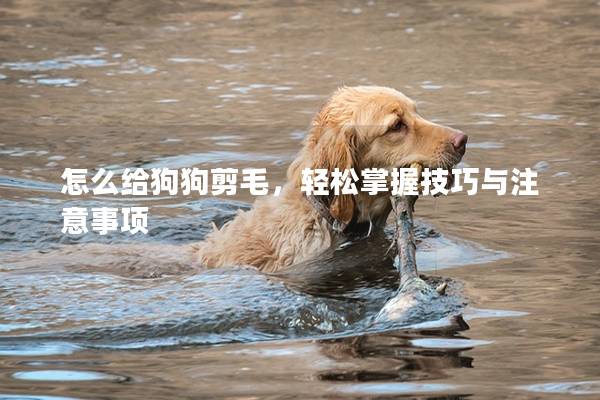 怎么給狗狗剪毛，輕松掌握技巧與注意事項(xiàng)