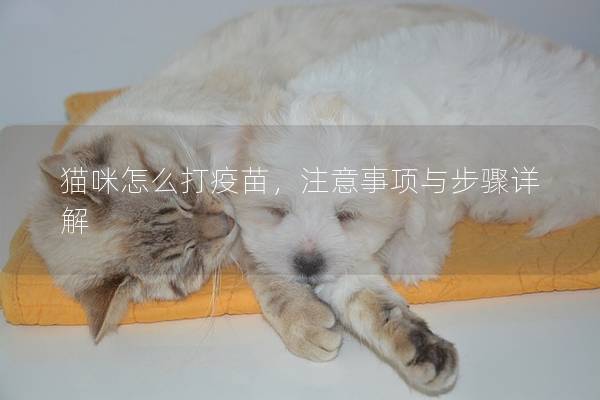 貓咪怎么打疫苗，注意事項與步驟詳解