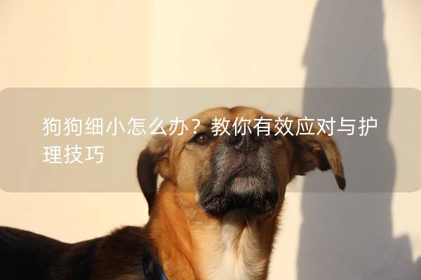 狗狗細小怎么辦?教你有效應對與護理技巧 狗狗細小怎么辦?教你有效應對與護理技巧
