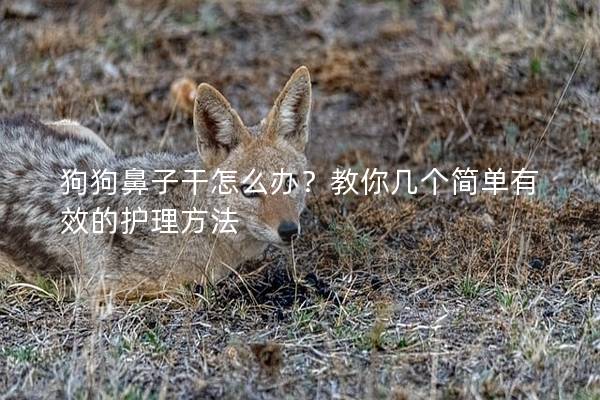 狗狗鼻子干怎么辦？教你幾個簡單有效的護理方法