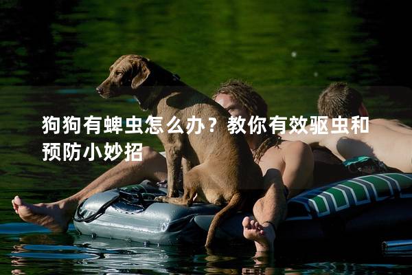 狗狗有蜱蟲怎么辦？教你有效驅(qū)蟲和預(yù)防小妙招
