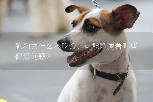 狗狗為什么不吃飯，可能隱藏著哪些健康問題？