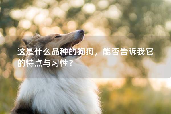 這是什么品種的狗狗，能否告訴我它的特點與習性？
