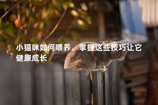 小貓咪如何喂養，掌握這些技巧讓它健康成長