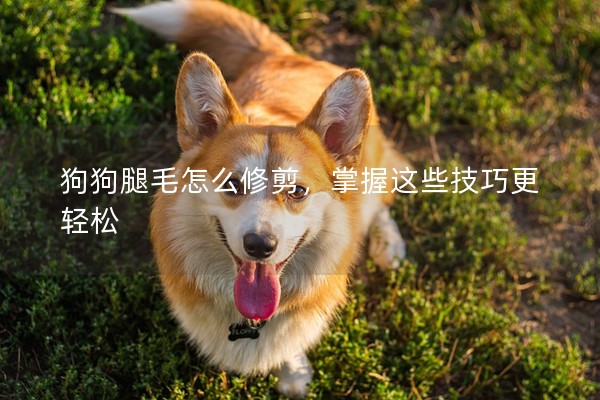 狗狗腿毛怎么修剪，掌握這些技巧更輕松