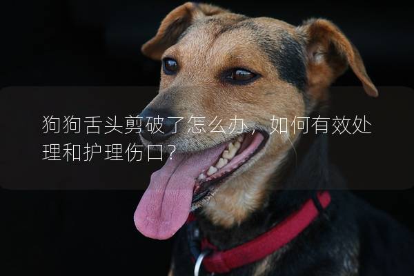 狗狗舌頭剪破了怎么辦，如何有效處理和護理傷口？