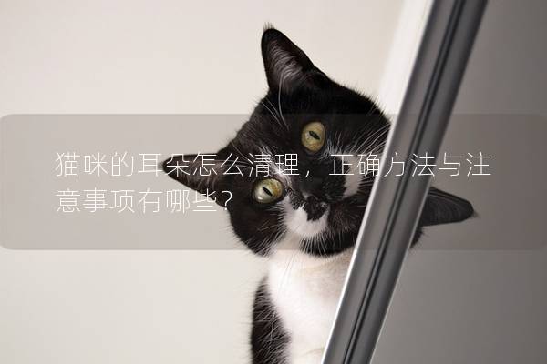 貓咪的耳朵怎么清理，正確方法與注意事項有哪些？