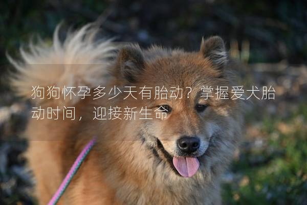 狗狗懷孕多少天有胎動？掌握愛犬胎動時間，迎接新生命