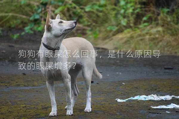 狗狗有眼屎怎么回事，是什么原因?qū)е碌难凼涸龆啵?></em><p>狗狗有眼屎怎么回事，是什么原因?qū)е碌难凼涸龆啵?/p><span>2024-12-27</span></a></li><li><a title=