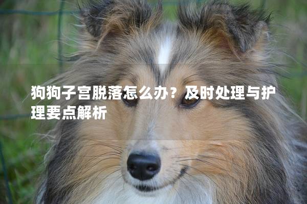 狗狗子宮脫落怎么辦？及時(shí)處理與護(hù)理要點(diǎn)解析