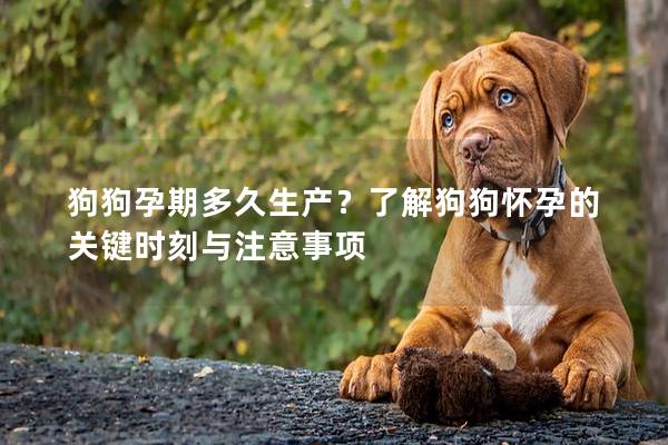 狗狗孕期多久生產(chǎn)？了解狗狗懷孕的關(guān)鍵時(shí)刻與注意事項(xiàng)