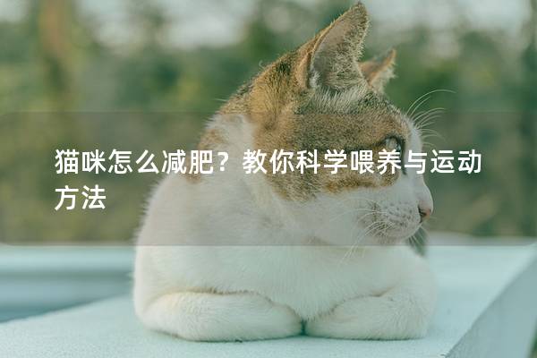 貓咪怎么減肥？教你科學喂養(yǎng)與運動方法