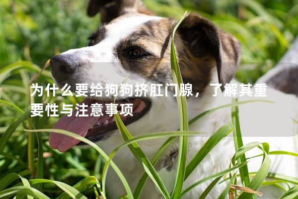 為什么要給狗狗擠肛門腺，了解其重要性與注意事項