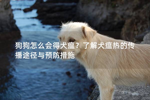 狗狗怎么會得犬瘟？了解犬瘟熱的傳播途徑與預防措施