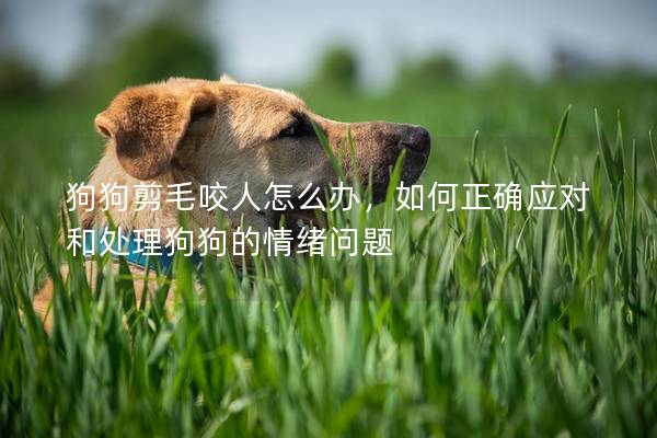 狗狗剪毛咬人怎么辦，如何正確應對和處理狗狗的情緒問題