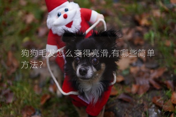 狗狗毛發(fā)怎么變得亮滑,有哪些簡單方法？
