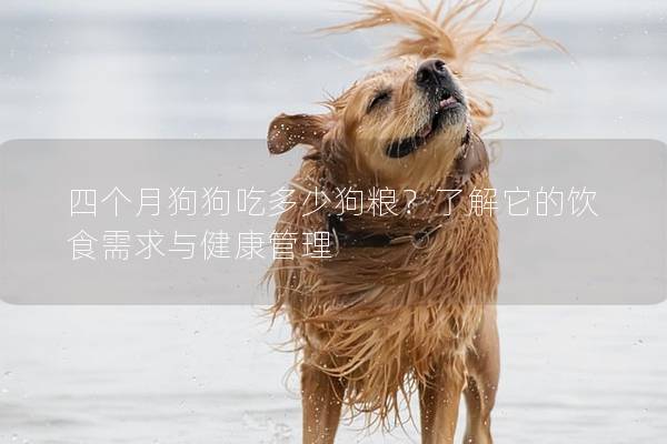 四個(gè)月狗狗吃多少狗糧？了解它的飲食需求與健康管理
