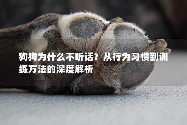 狗狗為什么不聽話？從行為習(xí)慣到訓(xùn)練方法的深度解析