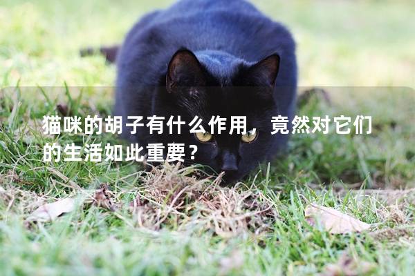 貓咪的胡子有什么作用，竟然對它們的生活如此重要？