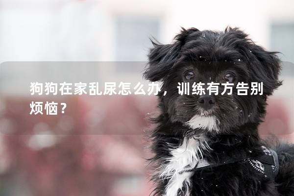 狗狗在家亂尿怎么辦，訓練有方告別煩惱？