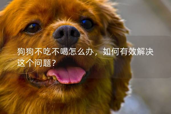 狗狗不吃不喝怎么辦，如何有效解決這個(gè)問(wèn)題？