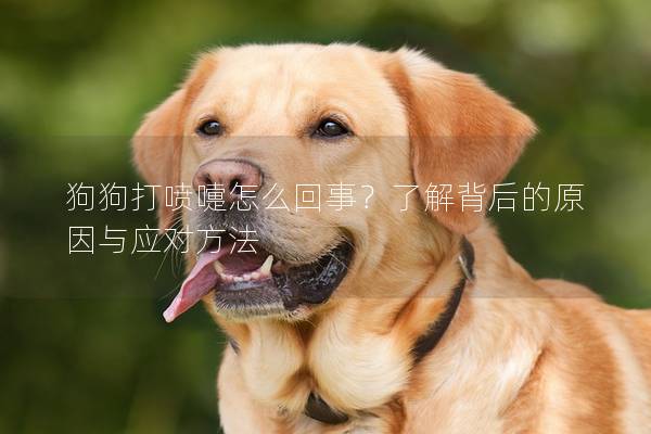 狗狗打噴嚏怎么回事?了解背后的原因與應對方法 狗狗打噴嚏怎么回事?了解背后的原因與應對方法