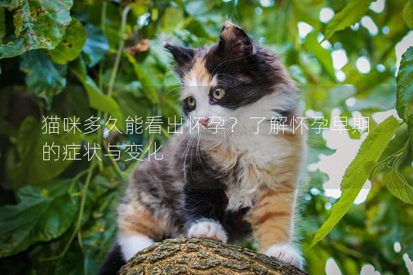 貓咪多久能看出懷孕？了解懷孕早期的癥狀與變化