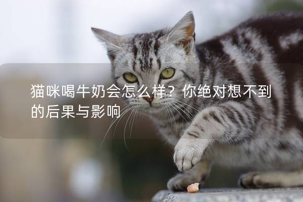 貓咪喝牛奶會怎么樣？你絕對想不到的后果與影響
