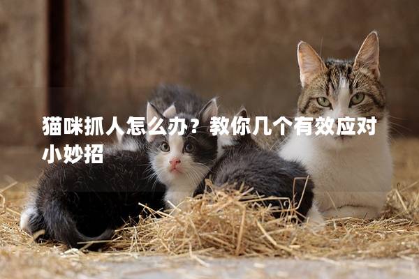 貓咪抓人怎么辦？教你幾個有效應(yīng)對小妙招