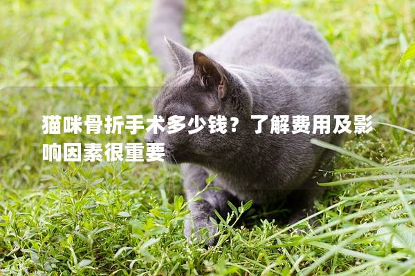 貓咪骨折手術多少錢？了解費用及影響因素很重要