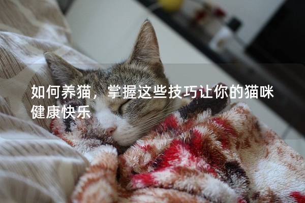 如何養(yǎng)貓，掌握這些技巧讓你的貓咪健康快樂