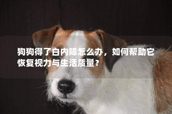 狗狗得了白內障怎么辦,如何幫助它恢復視力與生活質量? 狗狗得了白內障怎么辦,如何幫助它恢復視力與生活質量?