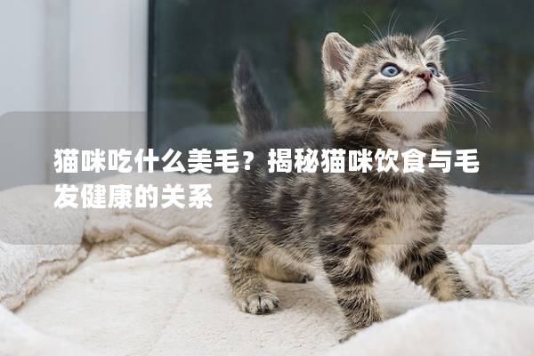 貓咪吃什么美毛？揭秘貓咪飲食與毛發健康的關系