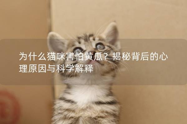 為什么貓咪害怕黃瓜？揭秘背后的心理原因與科學解釋