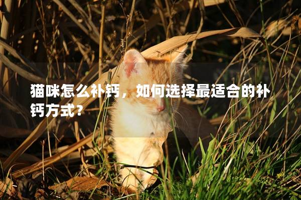 貓咪怎么補(bǔ)鈣，如何選擇最適合的補(bǔ)鈣方式？