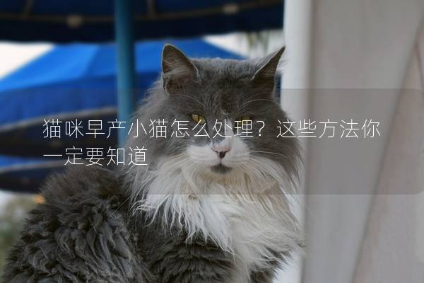 貓咪早產小貓怎么處理？這些方法你一定要知道