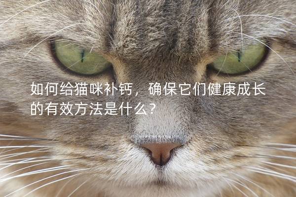 如何給貓咪補(bǔ)鈣，確保它們健康成長(zhǎng)的有效方法是什么？