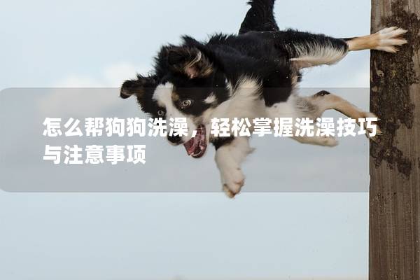 怎么幫狗狗洗澡，輕松掌握洗澡技巧與注意事項(xiàng)