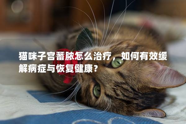 貓咪子宮蓄膿怎么治療，如何有效緩解病癥與恢復健康？