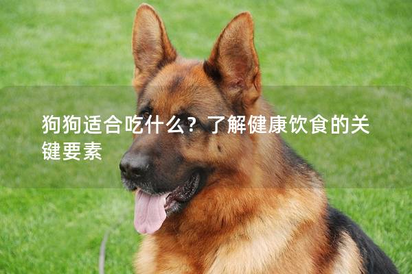 狗狗適合吃什么？了解健康飲食的關鍵要素